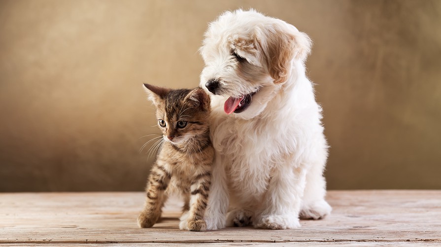 nathan-hale-pet-friendly